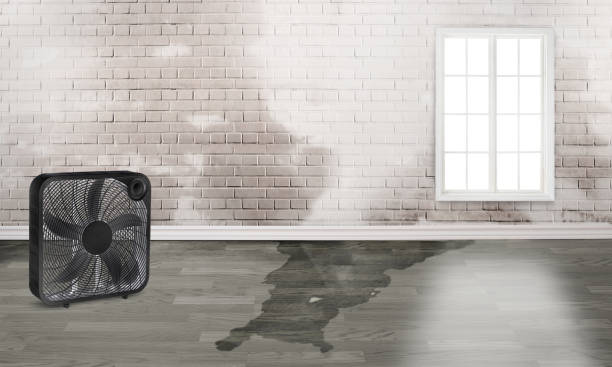 Best Carpet water damage restoration  in Oak Grove, TN